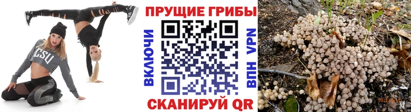Купить где  Армавир  Псилоцибиновые грибы GOLDEN TEACHER 